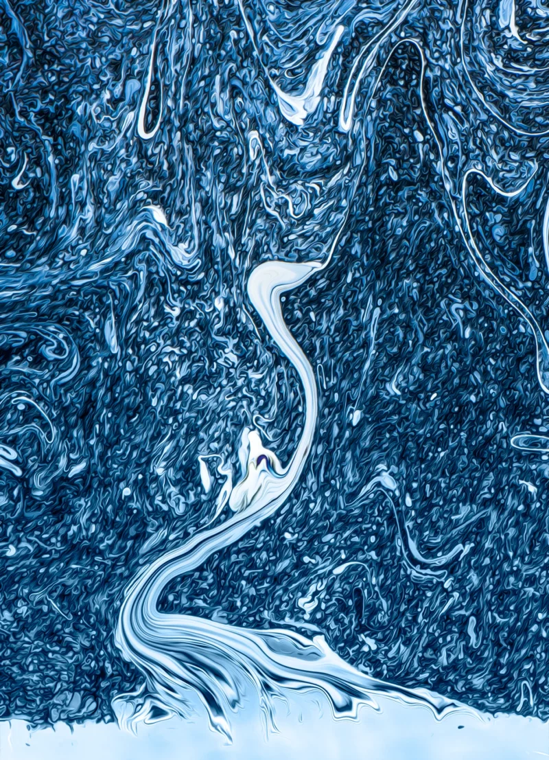 Swan (Fine Art Print)